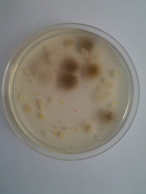 levegobol-kitenyesztett-bakteriumok-es-peneszgombak