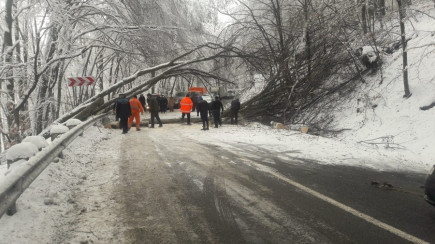 Több száz út menti fát vágnak ki a Kalonda-tetőn