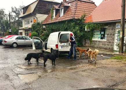 Városunkban ismét megsokasodtak a kóbor kutyák