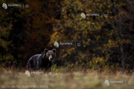 Hargita megyében az év eleje óta 310 esetben riasztották a hatóságokat medve felbukkanása miatt