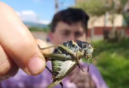 Szöcskeinvázió Hargita megyében