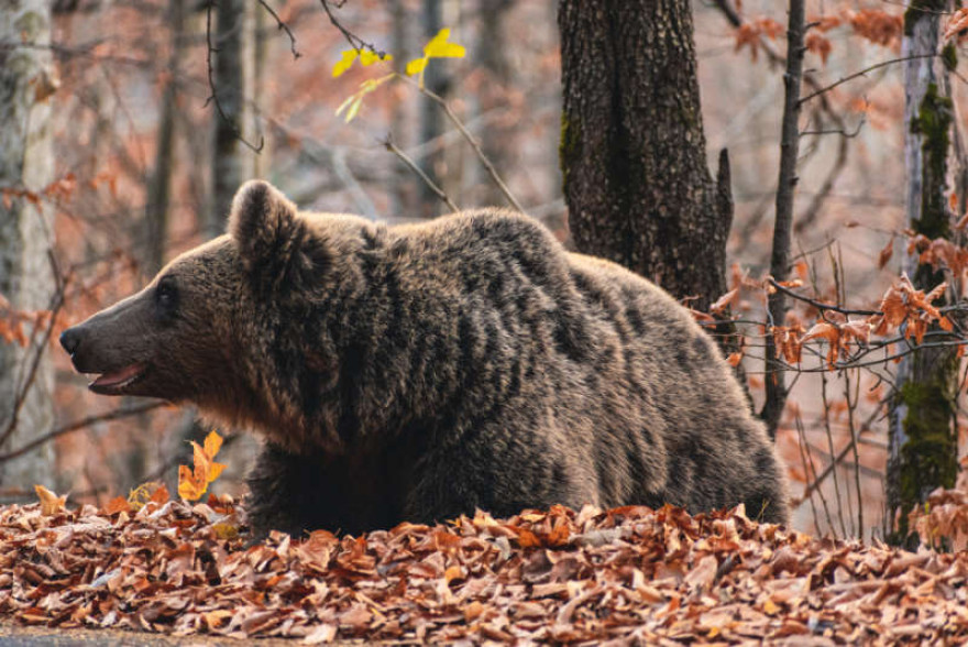 Megelőzési és beavatkozási kvóták a barnamedvékre